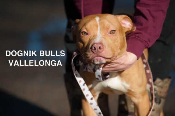 Американский питбультерьер Dognik Bulls Vallelonga. Питомник питбулей Европа- Dognik Bulls. В нашем питомнике американских питбультерьеров Dognik Bulls можно купить щенка питбуля с документами, родословной, микрочипом. Доставка щенков питбуля по всему миру
