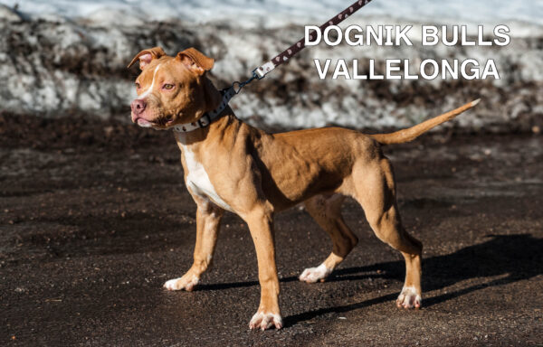 Американский питбультерьер Dognik Bulls Vallelonga. Питомник питбулей Европа- Dognik Bulls. В нашем питомнике американских питбультерьеров Dognik Bulls можно купить щенка питбуля с документами, родословной, микрочипом. Доставка щенков питбуля по всему миру
