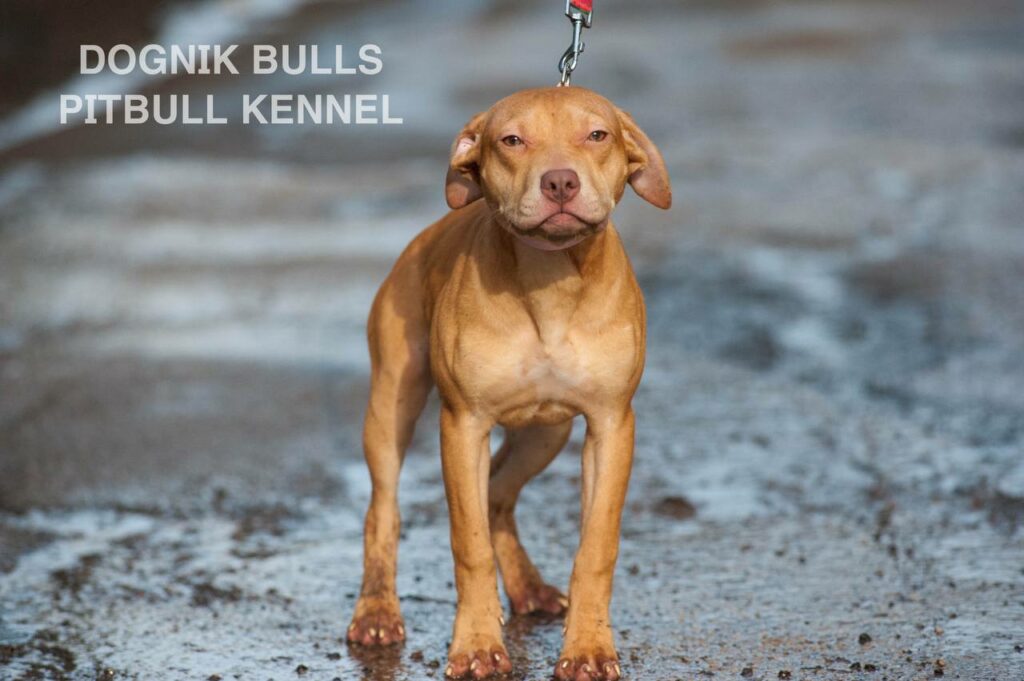 American pitbull terrier puppies for sale. Pitbull kennel Europe- Dognik Bulls. Breeding Millers Wild Storm aka Castle x Dognik Bulls Indiana. Pitbull puppies ready for reservation. With pedigree. Located in Europe