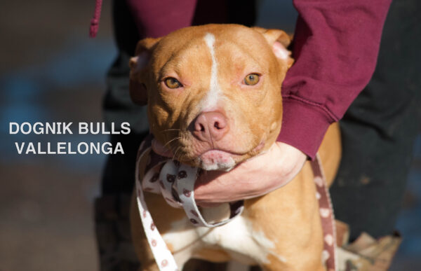 Американский питбультерьер Dognik Bulls Vallelonga. Питомник питбулей Европа- Dognik Bulls. В нашем питомнике американских питбультерьеров Dognik Bulls можно купить щенка питбуля с документами, родословной, микрочипом. Доставка щенков питбуля по всему миру
