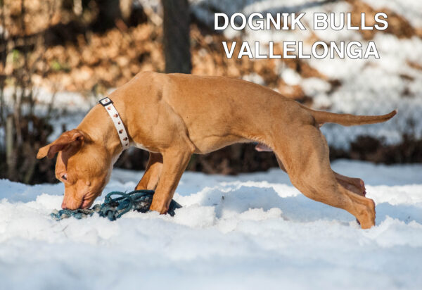 Американский питбультерьер Dognik Bulls Vallelonga. Питомник питбулей Европа- Dognik Bulls. В нашем питомнике американских питбультерьеров Dognik Bulls можно купить щенка питбуля с документами, родословной, микрочипом. Доставка щенков питбуля по всему миру
