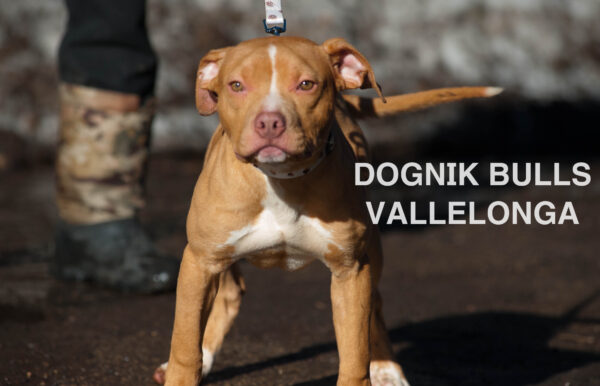 Американский питбультерьер Dognik Bulls Vallelonga. Питомник питбулей Европа- Dognik Bulls. В нашем питомнике американских питбультерьеров Dognik Bulls можно купить щенка питбуля с документами, родословной, микрочипом. Доставка щенков питбуля по всему миру
