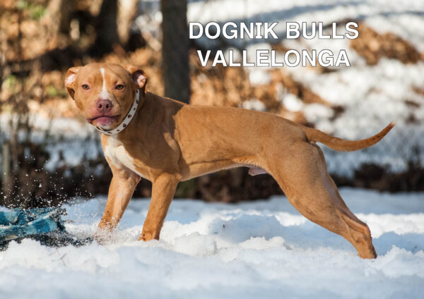 Американский питбультерьер Dognik Bulls Vallelonga. Питомник питбулей Европа- Dognik Bulls. В нашем питомнике американских питбультерьеров Dognik Bulls можно купить щенка питбуля с документами, родословной, микрочипом. Доставка щенков питбуля по всему миру
