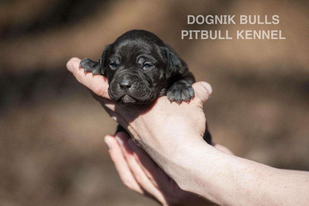 American pitbull terrier puppies from European kennel Dognik Bulls. Colours: black pitbull terrier, brindle pitbull terrier. Breeding american pitbull terriers: Dognik Bulls Godena x Dognik Bulls Gangstas Paradise
