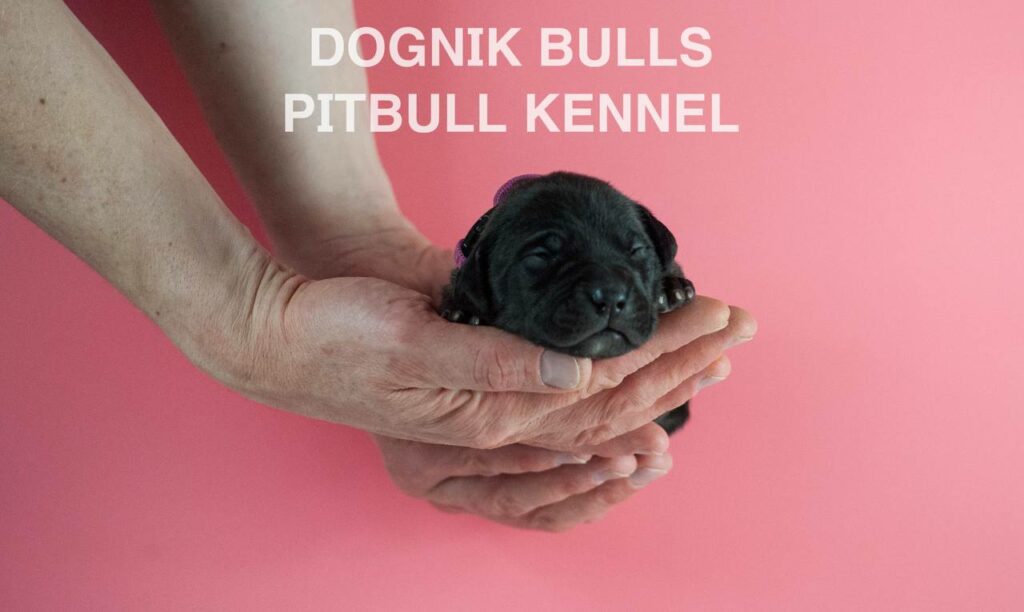 American pitbull terrier puppies for sale. Born February, 26 2026. Ready to go to new homes. Vaccinated, microchipped, EU pet passport, ADBA pedigree. Pitbull kennel Europe- Dognik Bulls. Brereding Dognik Bulls Godena x Dognik Bulls Gangsta’s Paradise