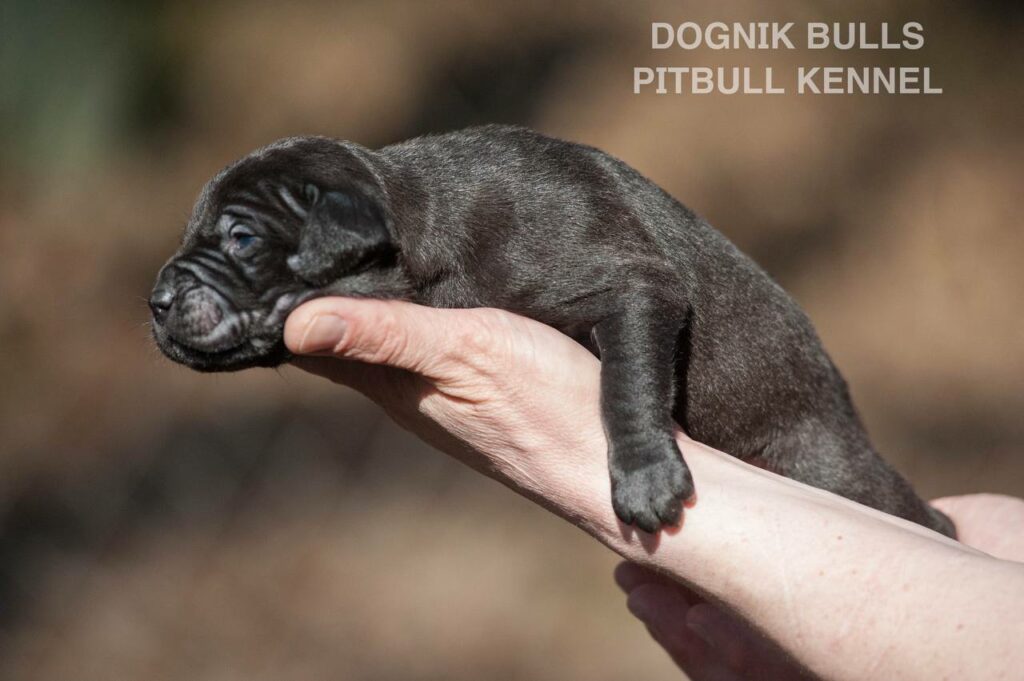 American pitbull terrier puppies from European kennel Dognik Bulls. Colours: black pitbull terrier, brindle pitbull terrier. Breeding american pitbull terriers: Dognik Bulls Godena x Dognik Bulls Gangstas Paradise