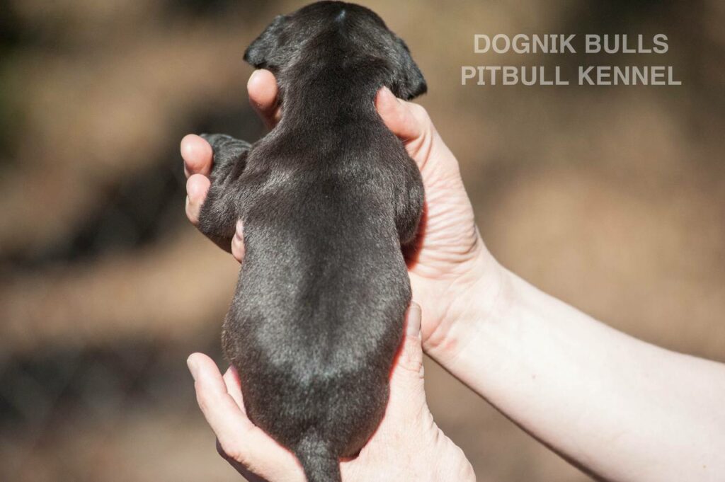 American pitbull terrier puppies from European kennel Dognik Bulls. Colours: black pitbull terrier, brindle pitbull terrier. Breeding american pitbull terriers: Dognik Bulls Godena x Dognik Bulls Gangstas Paradise