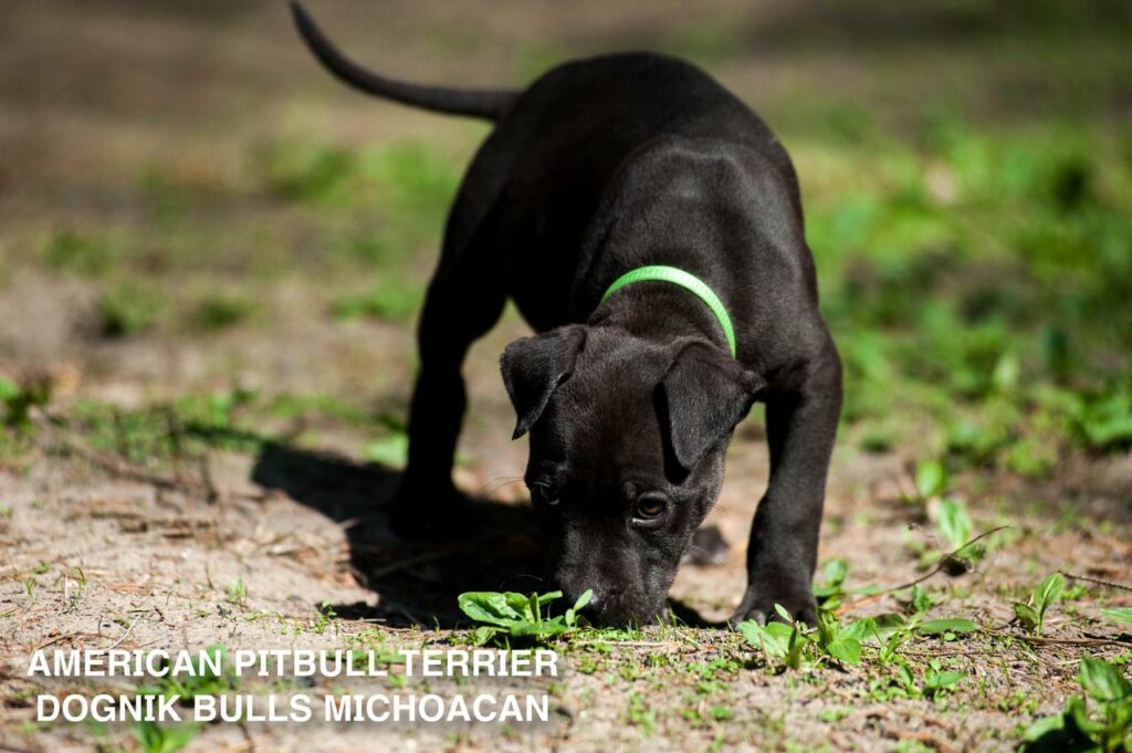 American pitbull terrier puppy Dognik Bulls Michoacan for sale