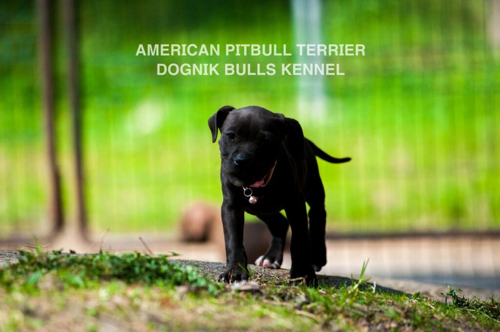 Black american pitbull terrier puppy for sale. Borm in Dognik Bulls kennel, Europe. Dewormed, vaccinated, EU pet passport, documents, pedigree
