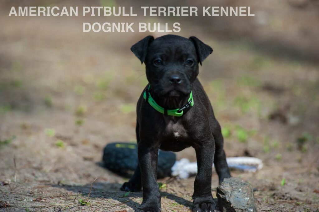 American pitbull terrier Dognik Bulls Michoacan