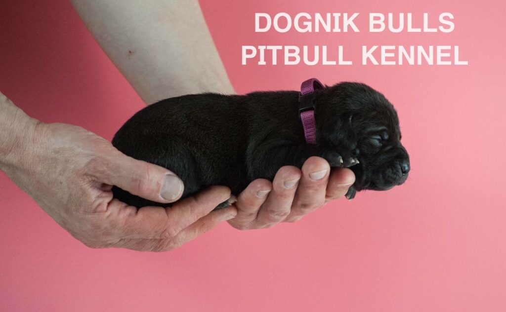 American pitbull terrier puppies for sale. Born February, 26 2026. Ready to go to new homes. Vaccinated, microchipped, EU pet passport, ADBA pedigree. Pitbull kennel Europe- Dognik Bulls. Brereding Dognik Bulls Godena x Dognik Bulls Gangsta’s Paradise