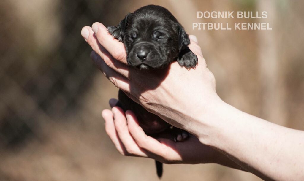 American pitbull terrier puppies from European kennel Dognik Bulls. Colours: black pitbull terrier, brindle pitbull terrier. Breeding american pitbull terriers: Dognik Bulls Godena x Dognik Bulls Gangstas Paradise