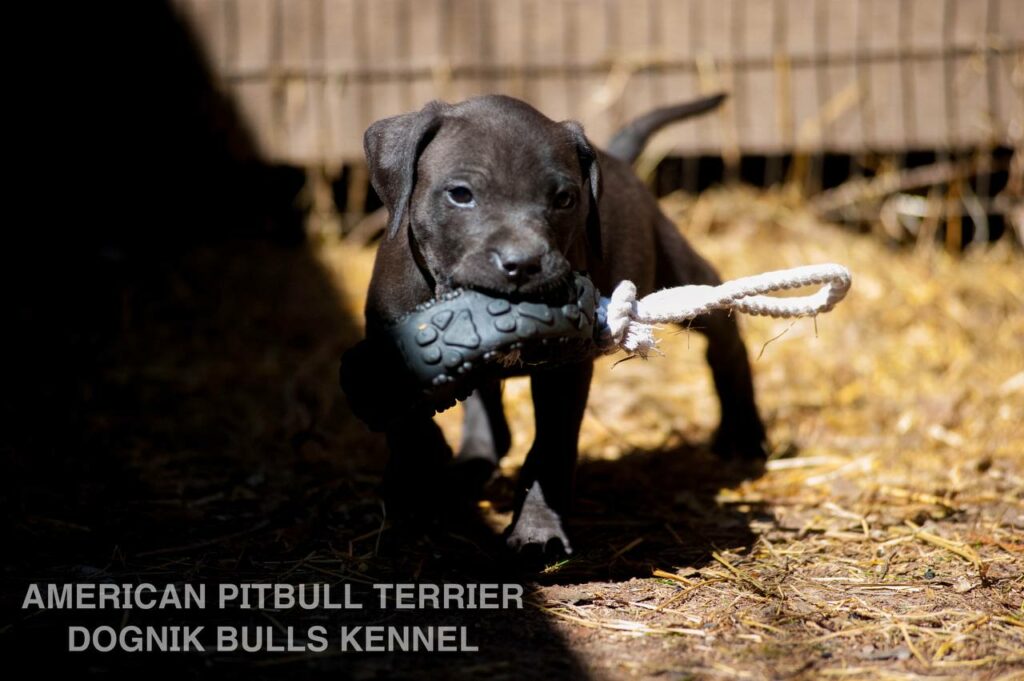 Black american pitbull terrier female for sale from Dognik Bulls kennel. All documents are included. Price 2000 euro