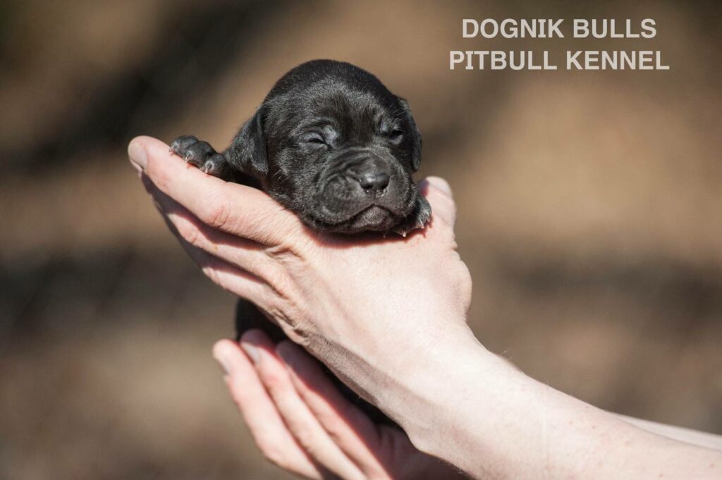 American pitbull terrier puppies from European kennel Dognik Bulls. Colours: black pitbull terrier, brindle pitbull terrier. Breeding american pitbull terriers: Dognik Bulls Godena x Dognik Bulls Gangstas Paradise