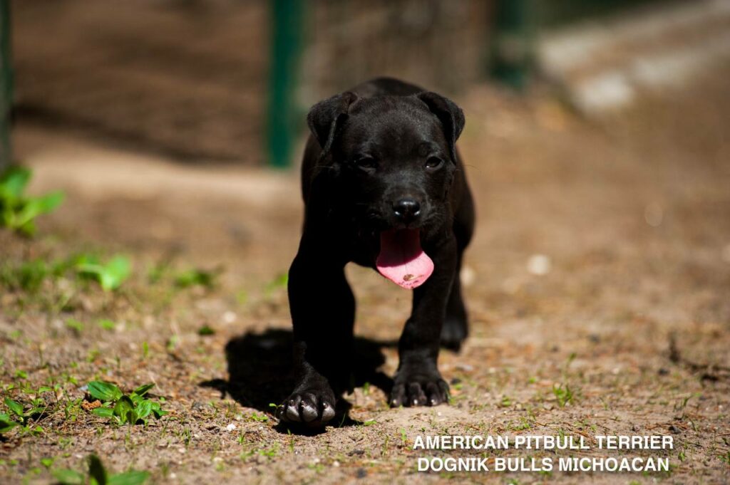 American pitbull terrier puppy Dognik Bulls Michoacan for sale