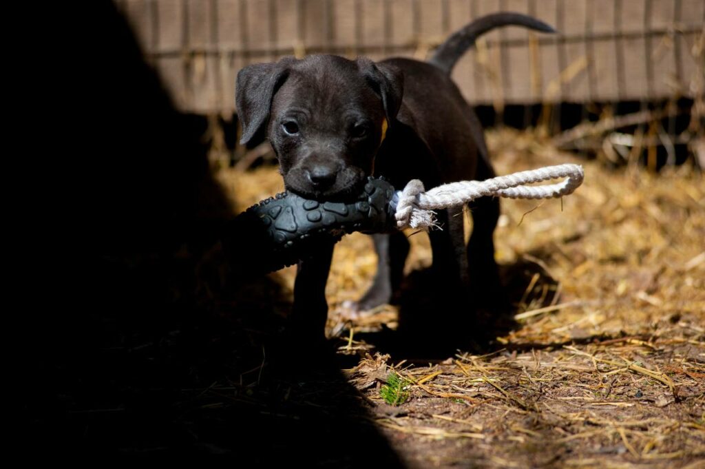 Black american pitbull terrier female for sale from Dognik Bulls kennel. All documents are included. Price 2000 euro