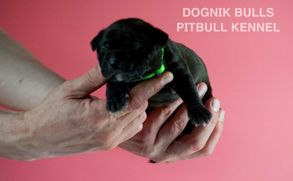 American pitbull terrier puppies for sale. Born February, 26 2026. Ready to go to new homes. Vaccinated, microchipped, EU pet passport, ADBA pedigree. Pitbull kennel Europe- Dognik Bulls. Brereding Dognik Bulls Godena x Dognik Bulls Gangsta’s Paradise