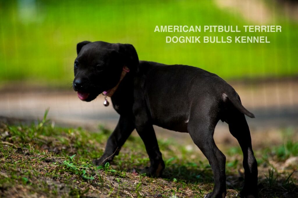 Black american pitbull terrier puppy for sale. Borm in Dognik Bulls kennel, Europe. Dewormed, vaccinated, EU pet passport, documents, pedigree