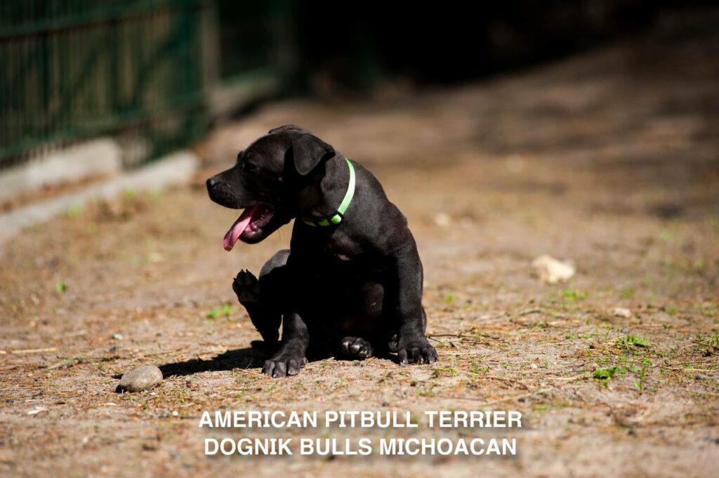 American pitbull terrier puppy Dognik Bulls Michoacan for sale