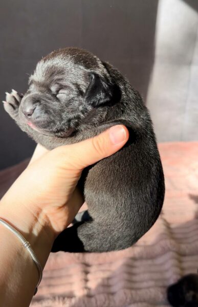 American pitbull terrier puppies for sale from Dognik Bulls kennel in Europe. Shipping worldwide. Breeding Dognik Bulls Godena x Dognik Bulls Gangsta’s Paradise