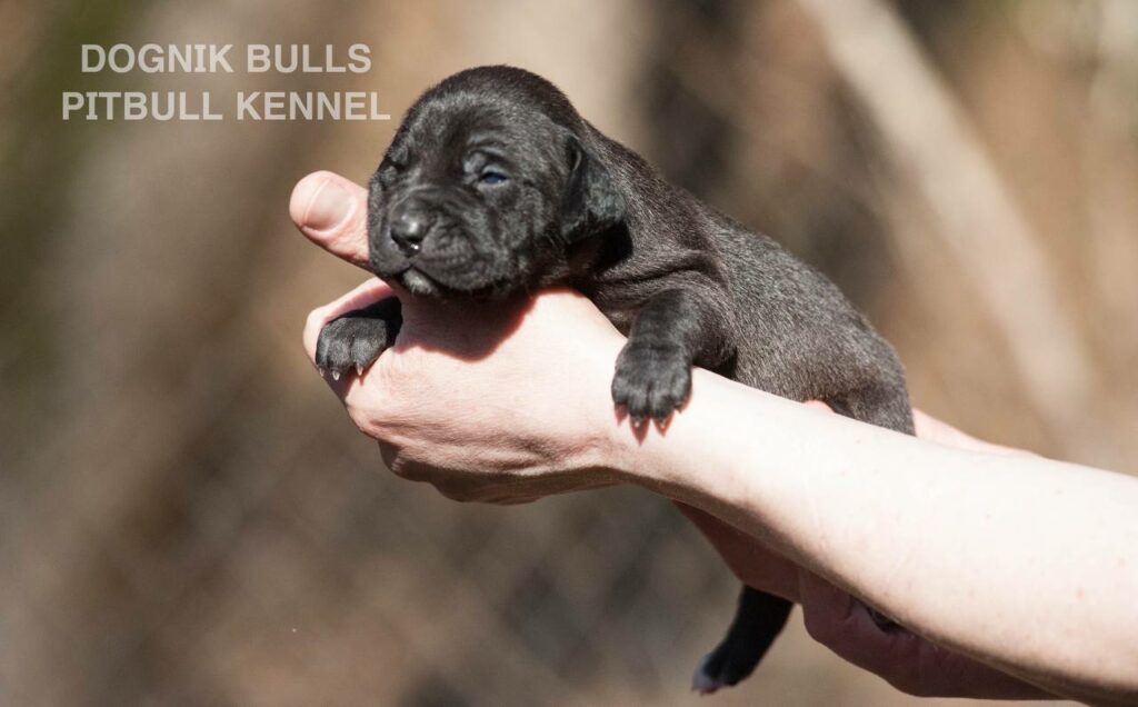 American pitbull terrier puppies from European kennel Dognik Bulls. Colours: black pitbull terrier, brindle pitbull terrier. Breeding american pitbull terriers: Dognik Bulls Godena x Dognik Bulls Gangstas Paradise