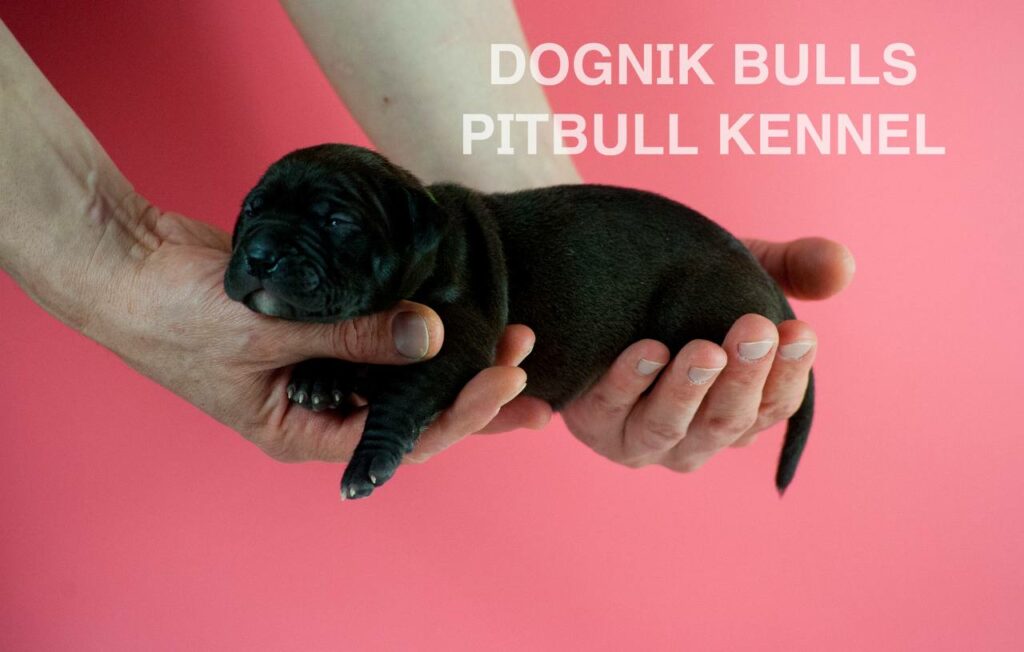 American pitbull terrier puppies for sale. Born February, 26 2026. Ready to go to new homes. Vaccinated, microchipped, EU pet passport, ADBA pedigree. Pitbull kennel Europe- Dognik Bulls. Brereding Dognik Bulls Godena x Dognik Bulls Gangsta’s Paradise