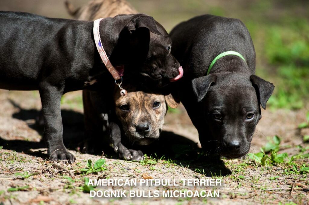American pitbull terrier puppy Dognik Bulls Michoacan for sale