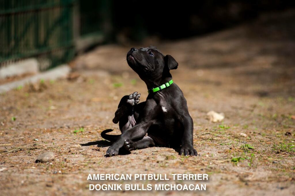 American pitbull terrier puppy Dognik Bulls Michoacan for sale