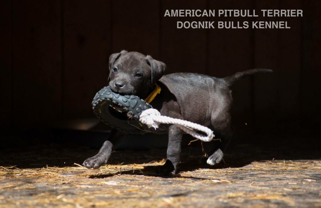 Black american pitbull terrier female for sale from Dognik Bulls kennel. All documents are included. Price 2000 euro