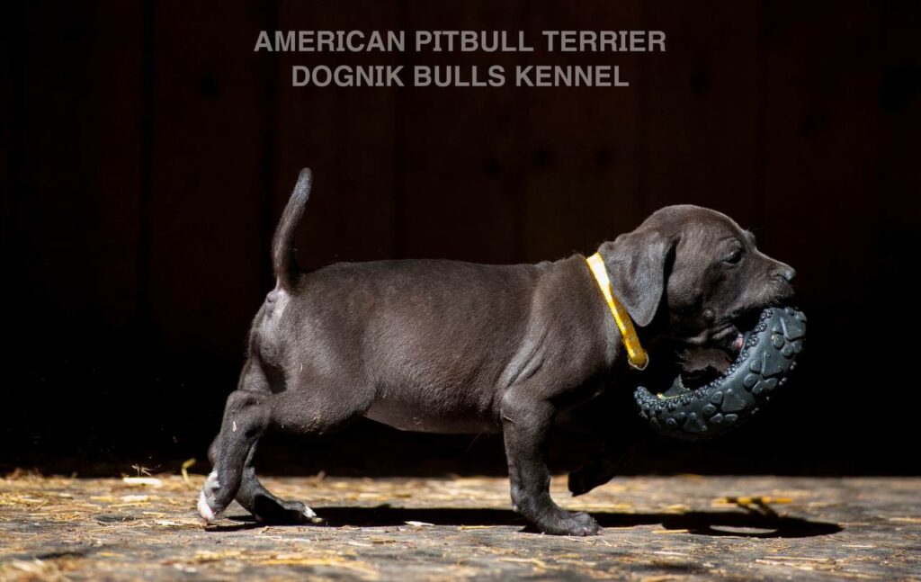 Black american pitbull terrier female for sale from Dognik Bulls kennel. All documents are included. Price 2000 euro