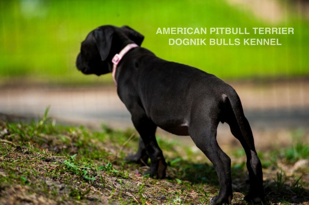 Black american pitbull terrier puppy for sale. Borm in Dognik Bulls kennel, Europe. Dewormed, vaccinated, EU pet passport, documents, pedigree