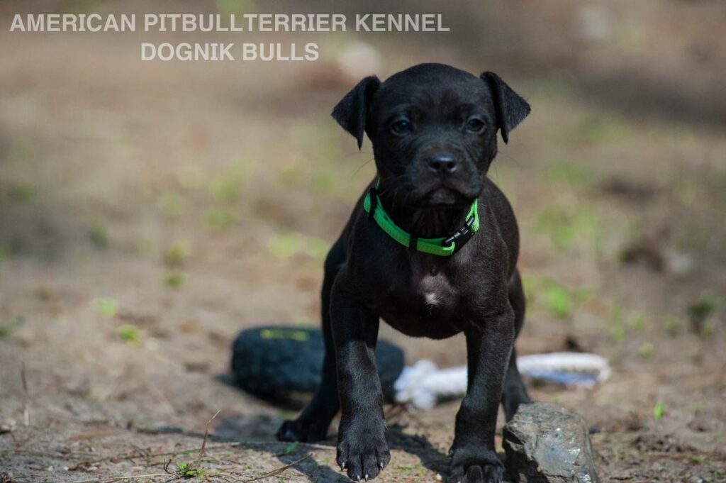 American pitbull terrier Dognik Bulls Michoacan