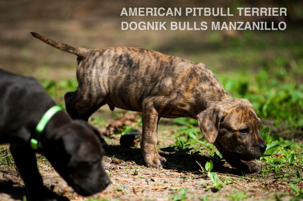 American pitbull terrier Dognik Bulls Manzanillo. This puppy is for sale right now. Brreding between Dognik Bulls Godena x Dognik Bulls Gangsta's Paradise