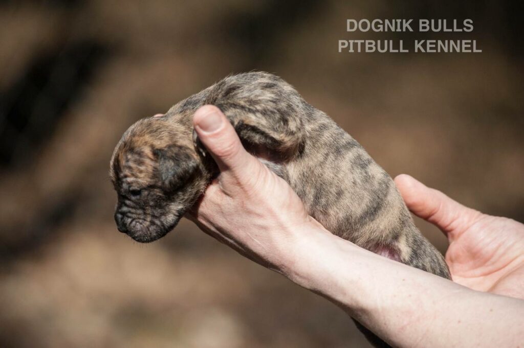 American pitbull terrier puppies from European kennel Dognik Bulls. Colours: black pitbull terrier, brindle pitbull terrier. Breeding american pitbull terriers: Dognik Bulls Godena x Dognik Bulls Gangstas Paradise
