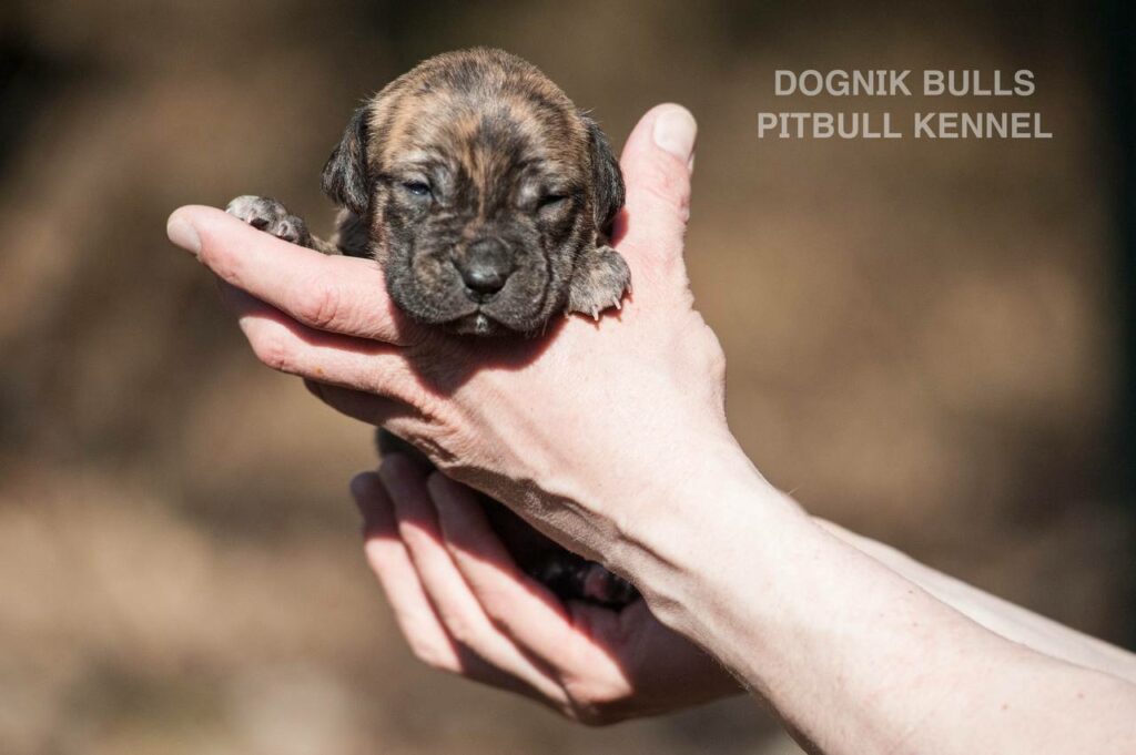 American pitbull terrier puppies from European kennel Dognik Bulls. Colours: black pitbull terrier, brindle pitbull terrier. Breeding american pitbull terriers: Dognik Bulls Godena x Dognik Bulls Gangstas Paradise