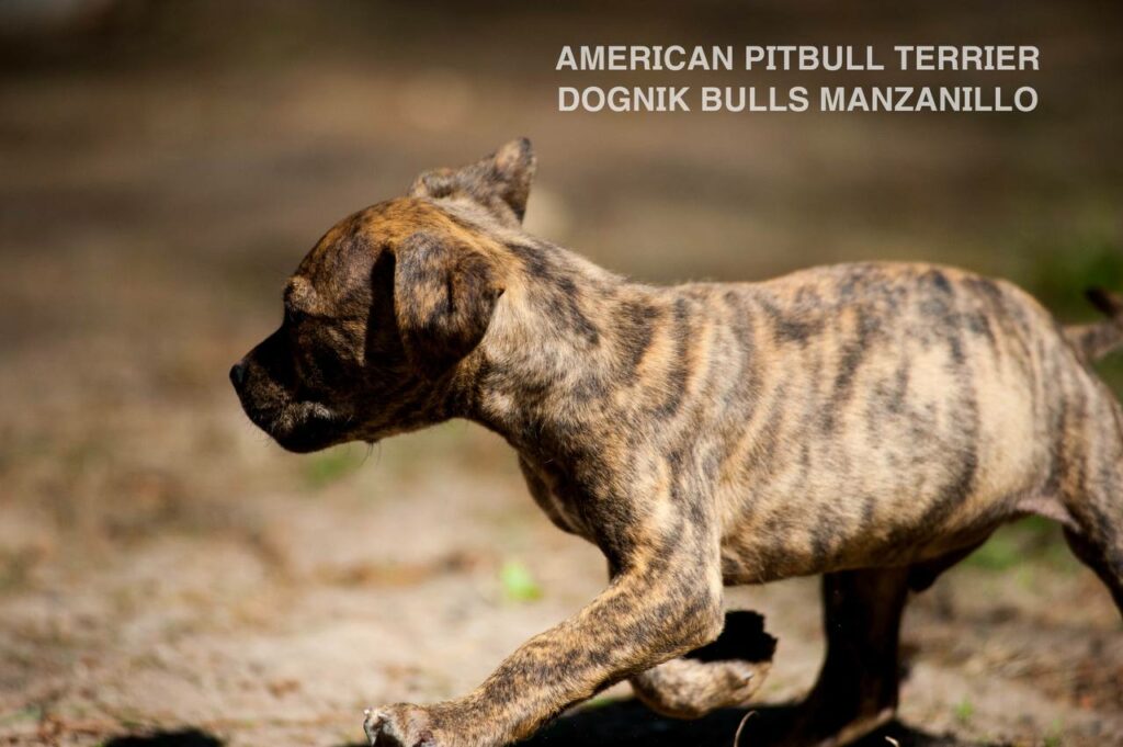 American pitbull terrier Dognik Bulls Manzanillo. This puppy is for sale right now. Brreding between Dognik Bulls Godena x Dognik Bulls Gangsta's Paradise