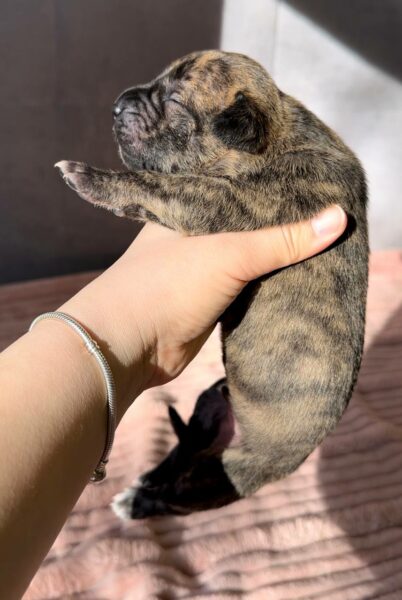 American pitbull terrier puppies for sale from Dognik Bulls kennel in Europe. Shipping worldwide. Breeding Dognik Bulls Godena x Dognik Bulls Gangsta’s Paradise