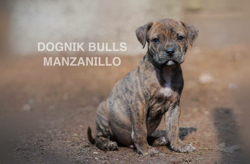 American pitbull terrier Dognik Bulls Manzanillo