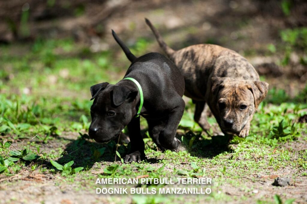 American pitbull terrier Dognik Bulls Manzanillo. This puppy is for sale right now. Brreding between Dognik Bulls Godena x Dognik Bulls Gangsta's Paradise