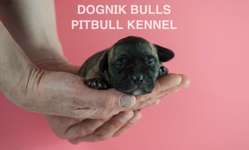 American pitbull terrier puppies for sale. Born February, 26 2026. Ready to go to new homes. Vaccinated, microchipped, EU pet passport, ADBA pedigree. Pitbull kennel Europe- Dognik Bulls. Brereding Dognik Bulls Godena x Dognik Bulls Gangsta’s Paradise