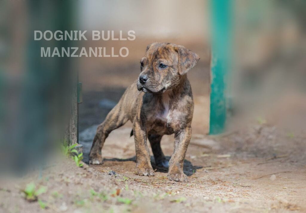 American pitbull terrier Dognik Bulls Manzanillo