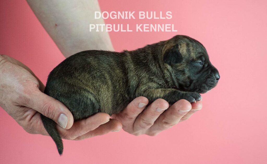 American pitbull terrier puppies for sale. Born February, 26 2026. Ready to go to new homes. Vaccinated, microchipped, EU pet passport, ADBA pedigree. Pitbull kennel Europe- Dognik Bulls. Brereding Dognik Bulls Godena x Dognik Bulls Gangsta’s Paradise