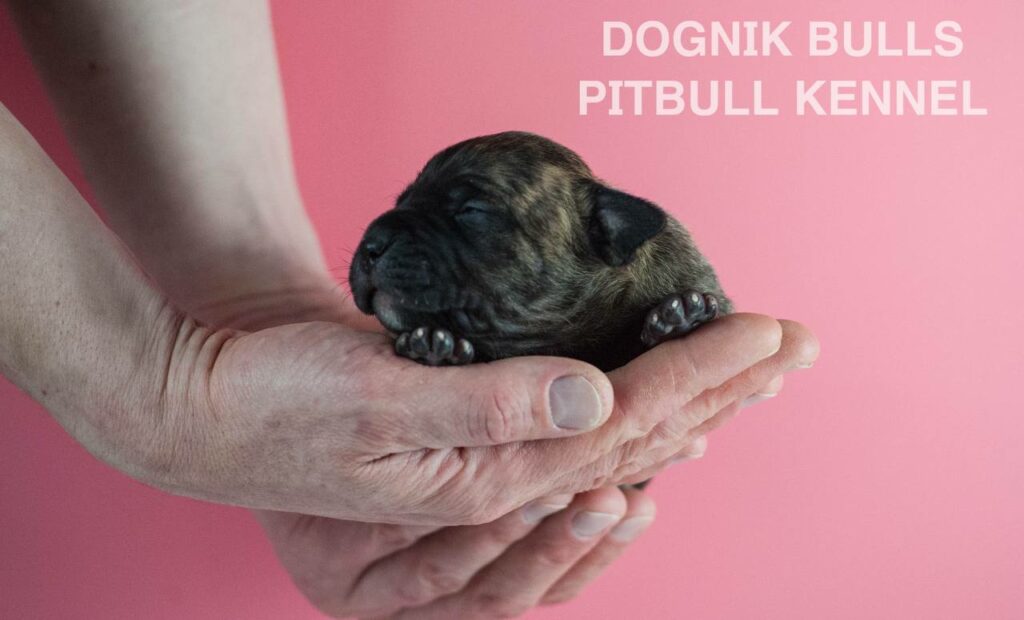 American pitbull terrier puppies for sale. Born February, 26 2026. Ready to go to new homes. Vaccinated, microchipped, EU pet passport, ADBA pedigree. Pitbull kennel Europe- Dognik Bulls. Brereding Dognik Bulls Godena x Dognik Bulls Gangsta’s Paradise