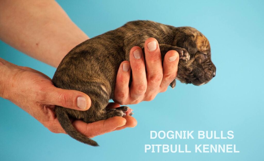 American pitbull terrier puppies for sale. Born February, 26 2026. Ready to go to new homes. Vaccinated, microchipped, EU pet passport, ADBA pedigree. Pitbull kennel Europe- Dognik Bulls. Brereding Dognik Bulls Godena x Dognik Bulls Gangsta’s Paradise