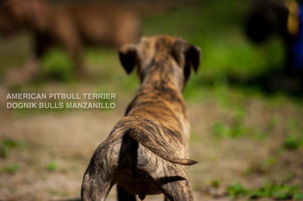 American pitbull terrier Dognik Bulls Manzanillo. This puppy is for sale right now. Brreding between Dognik Bulls Godena x Dognik Bulls Gangsta's Paradise