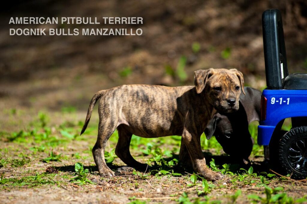 American pitbull terrier Dognik Bulls Manzanillo. This puppy is for sale right now. Brreding between Dognik Bulls Godena x Dognik Bulls Gangsta's Paradise