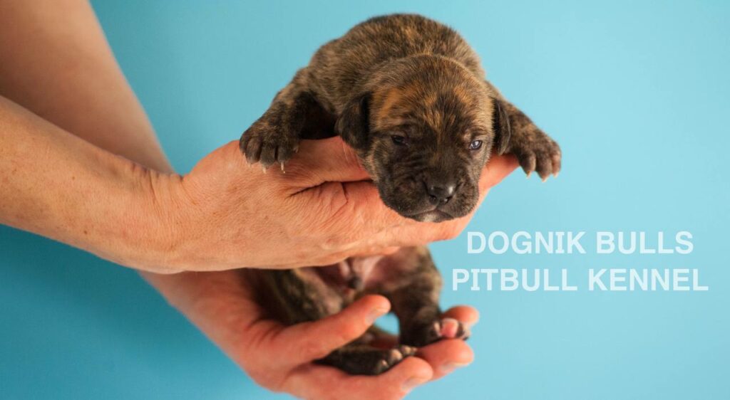 American pitbull terrier puppies for sale. Born February, 26 2026. Ready to go to new homes. Vaccinated, microchipped, EU pet passport, ADBA pedigree. Pitbull kennel Europe- Dognik Bulls. Brereding Dognik Bulls Godena x Dognik Bulls Gangsta’s Paradise