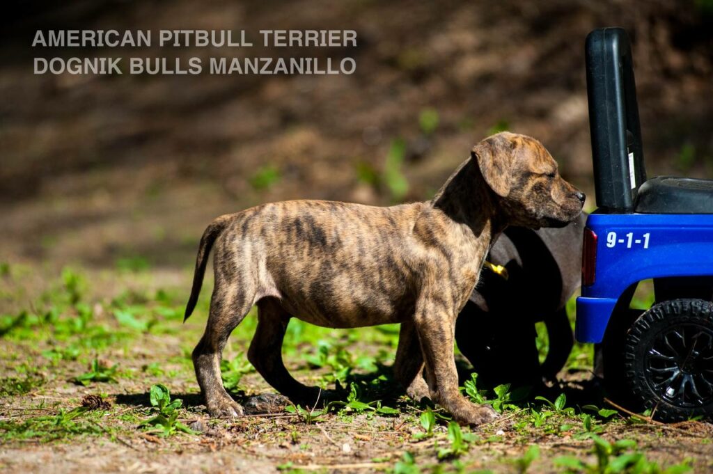 American pitbull terrier Dognik Bulls Manzanillo. This puppy is for sale right now. Brreding between Dognik Bulls Godena x Dognik Bulls Gangsta's Paradise