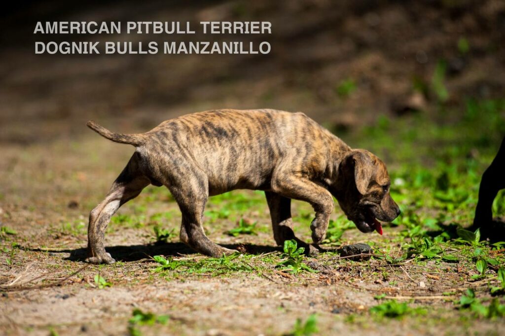 American pitbull terrier Dognik Bulls Manzanillo. This puppy is for sale right now. Brreding between Dognik Bulls Godena x Dognik Bulls Gangsta's Paradise