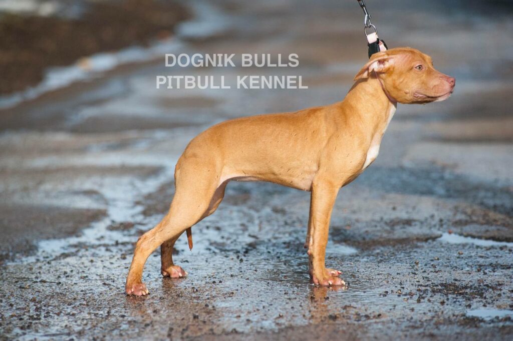 American pitbull terrier puppies for sale. Pitbull kennel Europe- Dognik Bulls. Breeding Millers Wild Storm aka Castle x Dognik Bulls Indiana. Pitbull puppies ready for reservation. With pedigree. Located in Europe